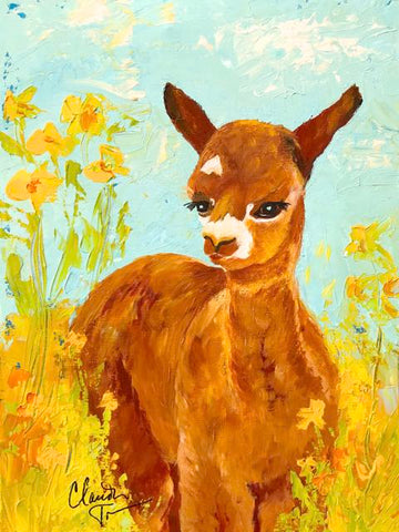 Maisy - a Timberview Farms alpaca